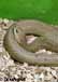 pituophis spp