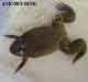 Xenopus tropicalis